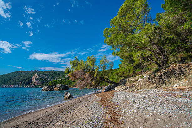 Pebble beach with scattered shells curves beside clear blue water, rocky shoreline and leaning pine trees on a steep slope, with green hills across the bay under a bright sky in midday sun!!