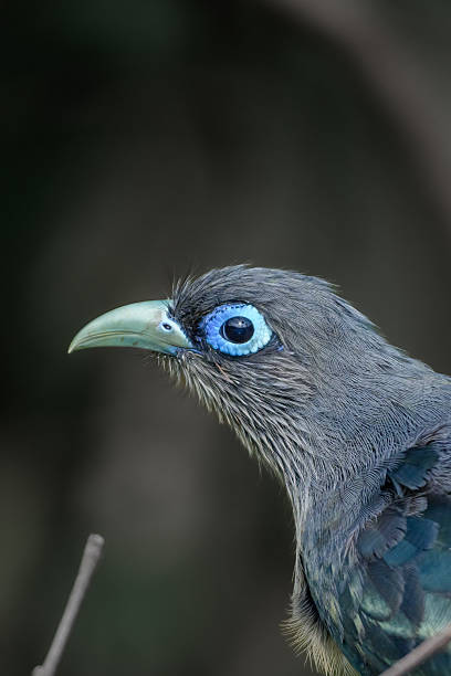 istock Moment of  bird 2249095368