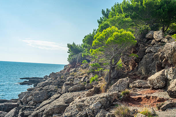 Rocky coastal slope with scattered boulders and green pine trees descends toward the deep blue sea on the left, under a clear sky with soft sunlight and sparse clouds along rugged shoreline