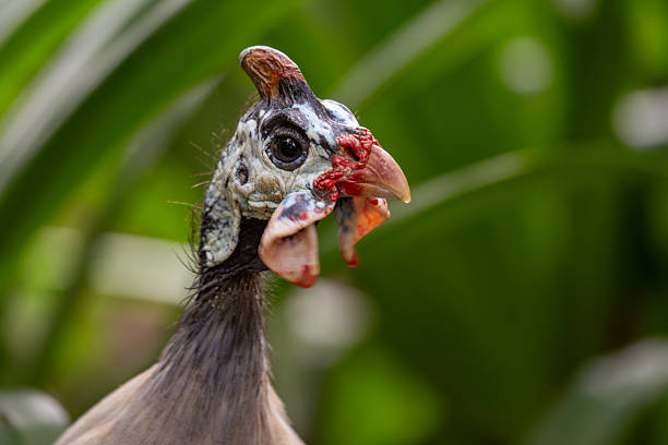 A ground dwelling guineafowl native to sub Saharan Africa feeding on seeds insects and fruit photographed roaming open grassland