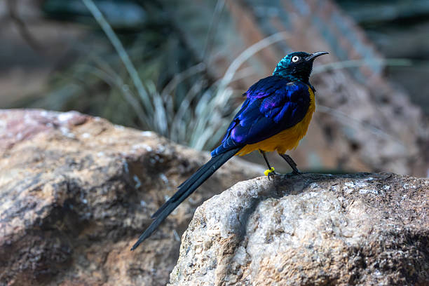 Superb starling (Lamprotornis superbus) commonly found in East African savannahs