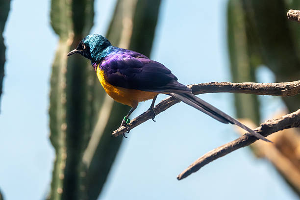 istock Superb starling (Lamprotornis superbus) commonly found in East African savannahs 2249096053