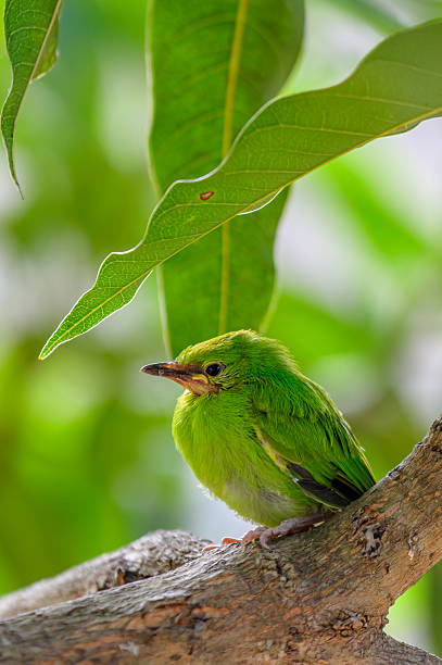 istock Moment of  bird 2249096989