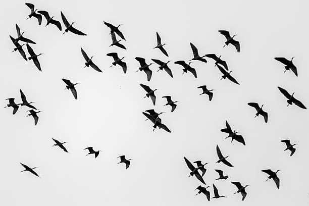 istock Moment of  bird 2249097640