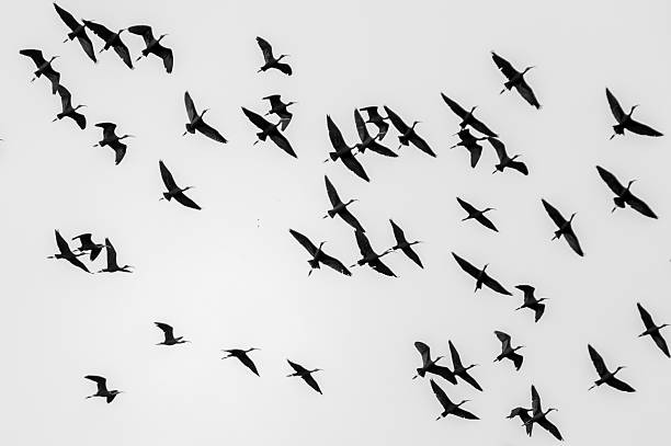 istock Moment of  bird 2249097666