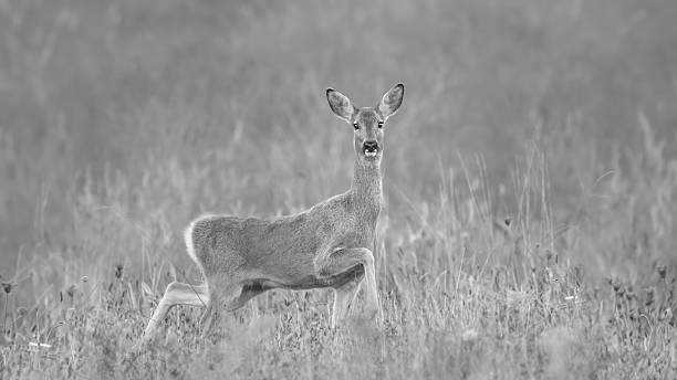 istock Grayscale Of A Roe Deer Doe (Capreolus Capreolus) 2249098233