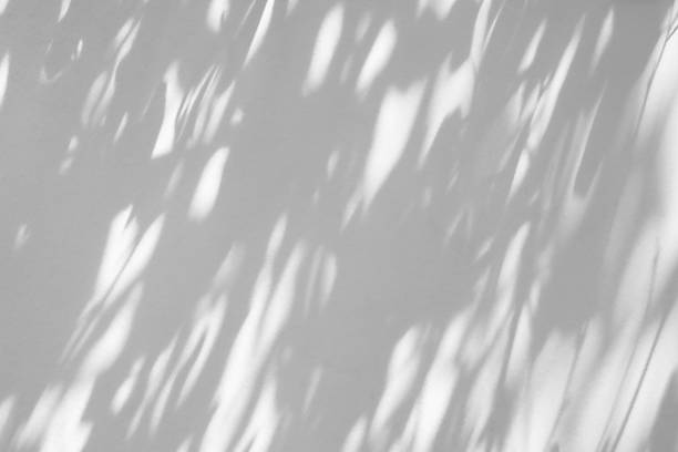 istock Abstract natural tree branch leaves shadow on white wall background 2249099255