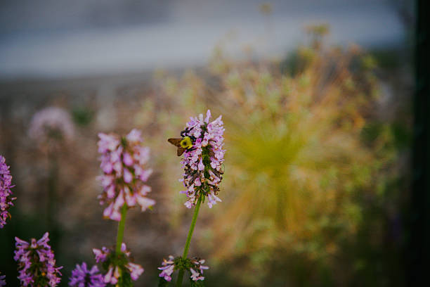 This perennial herb has aromatic leaves and beautiful flowers that are historically used for tea, medicinal, or aromatic purposes. The bumblebee helps to collect pollen and pollinate other betony plants