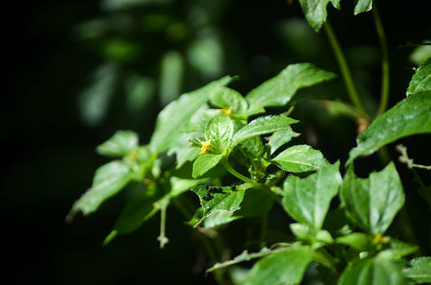 Close-up of vibrant green tropical leaves and small yellow flowers, brightly lit against a dark, out-of-focus background, suggesting lush, healthy foliage.