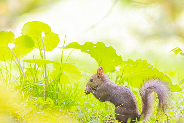 Hokkaido squirrel in a park