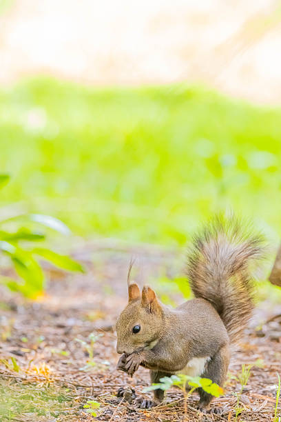 Hokkaido squirrel in a park