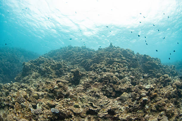istock Shallow Coral Reef Landscape in Clear Tropical Water 2249101713