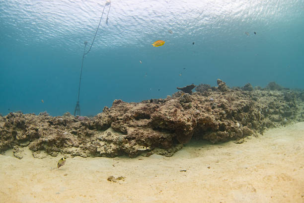 A shallow reef rock formation surrounded by a wide sandy seafloor, with small fish swimming near the crevices. The clear blue water and bright natural light create a calm and realistic tropical underwater environment. Ideal for themes related to marine life, reef ecosystems, snorkeling areas, and natural underwater landscapes.