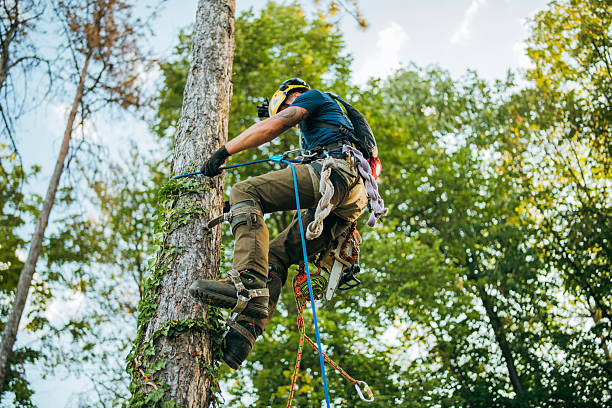 istock Professional Arborist climbing up a tree to cut it down. 2249103728