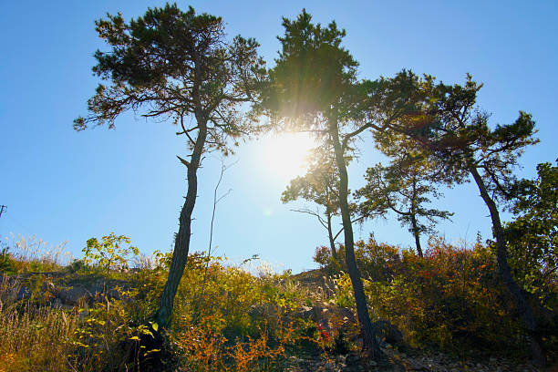 A pine tree under the warm sunlight in the blue sky