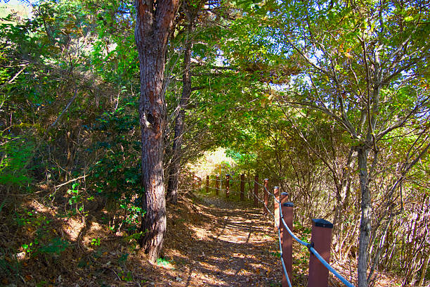 A gravel path leading towards the ocean in the Cap Cod National Seashore in Massachusetts. The path goes through a meadow, some bushes and small trees. A summer day with blue skies and green plants.