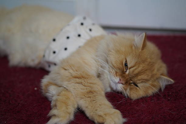 A charming fluffy ginger cat is lying comfortably on a red carpet, wearing a whimsical polka dot outfit. The scene captures a cozy moment of relaxation in a home setting.