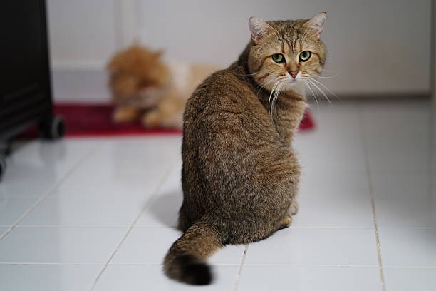 istock Charming tabby cat with green eyes calmly posed on white tiles in a serene indoor environment, showcasing fur texture and graceful posture 2249106164