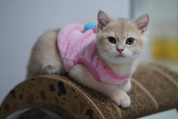 istock Adorable fluffy kitten resting on a scratching post, wearing a cozy pink sweater and looking curiously at the camera, indoors environment 2249106393
