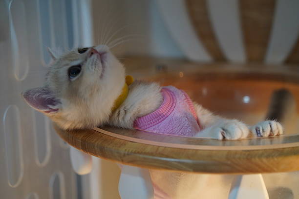 istock Adorable fluffy kitten in a cozy setting, wearing a pink sweater, playfully relaxing on a wooden surface, captivating gaze and charming expression. 2249106606