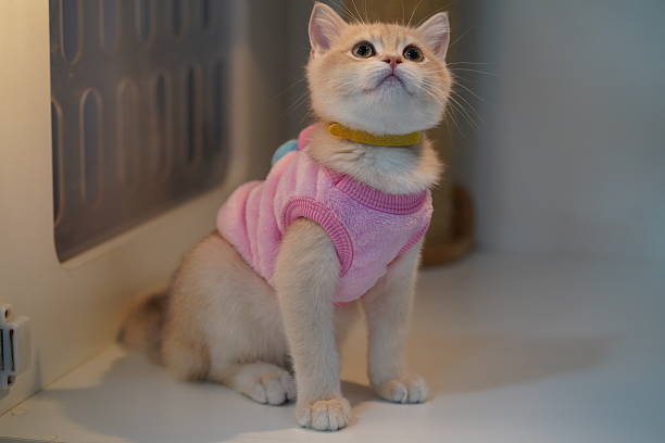 istock Cute fluffy kitten in pink sweater sitting on white surface with curious expression and bright eyes looking up from cozy indoor environment. 2249106668