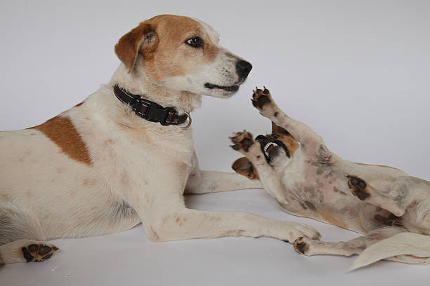 A light brown mixed-breed dog sitting attentively on a solid green studio backdrop. The dog has short fur, pointed ears, and an alert posture, positioned in a relaxed seated position with front legs extended.