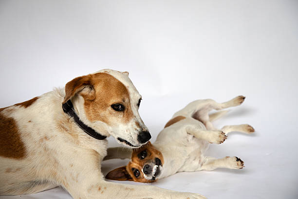 A terrier with paws in praying gesture on a bed