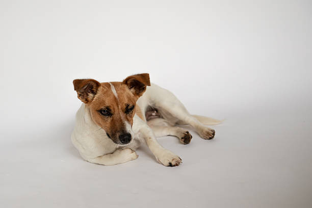Domestic dog portrait.