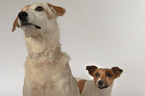 Twin Jack Russell posing on a white background.