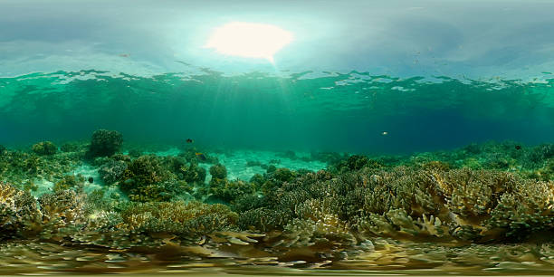 istock Coral reef and tropical fish underwater. Philippines. Virtual Reality 360 2249108912