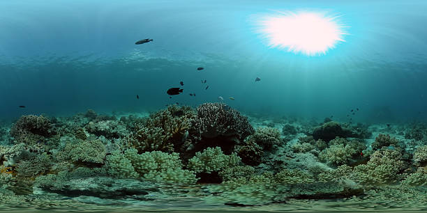 istock Coral reef and tropical fish. Philippines. 360-Degree view. 2249109706