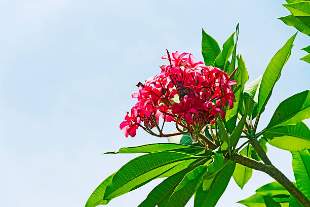 istock Rhododendron flowers blooming 2249111501