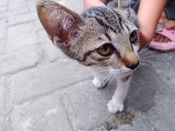 Asian little girl gently cuddles a kitten, showing emotional connection between kids and their pets