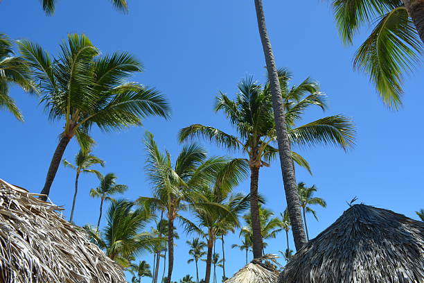 Palm trees with an early evening sky in Punta Cana, Dominican Republic
