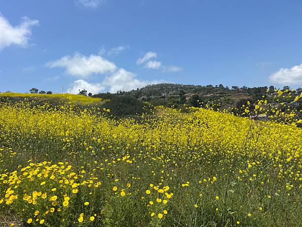 istock Bright Yellow Wildflowers Blanket the Hills Under a Clear Blue Sky in Springtime 2249113198