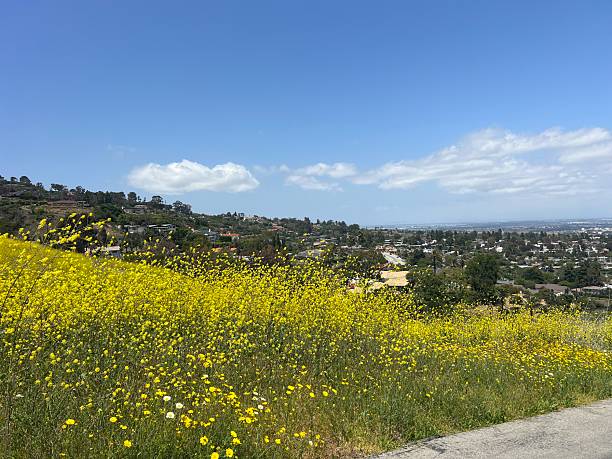 istock Vibrant Yellow Wildflowers Bloom Across a Hillside Overlooking a Sunny Valley 2249113200