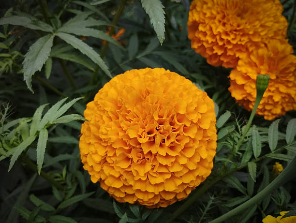 istock A stunning overhead shot of a marigold 2249115334