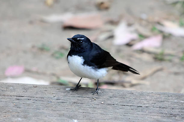 istock Willie wagtail bird standing on a wooden surface 2249115360