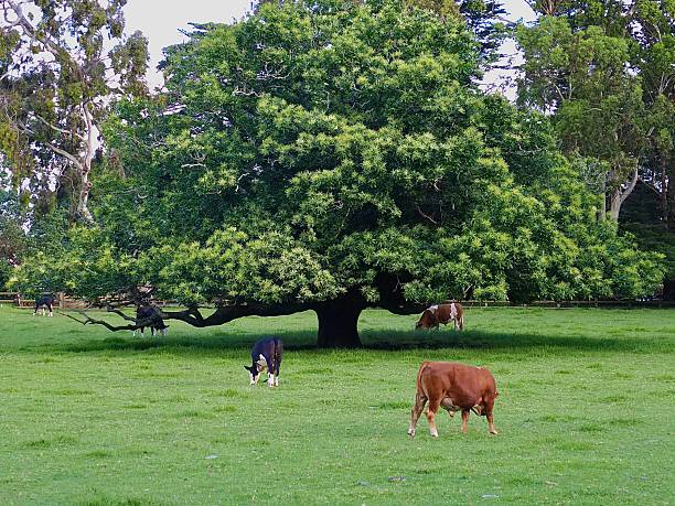 Three Bulls, two Hereford and one Angus Hereford Cross, called a black Baldie, grazing under an Oak Tree. This is at Cornwall Park Farm, a public park in Auckland with farm animals,  trees, pathways and One Tree Hill.