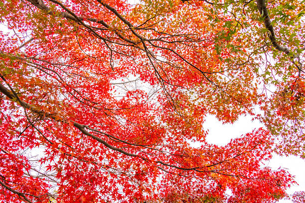 istock Japanese maple tree with bright red leaves 2249118168