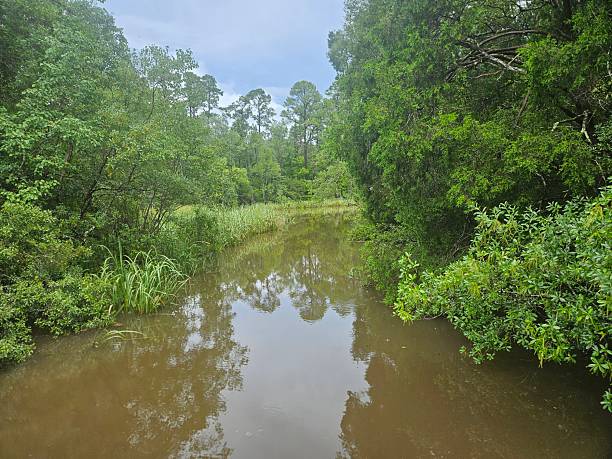 istock Winding Creek Through Dense Flooded Cypress Swamp Under Overcast Sky 2249120715