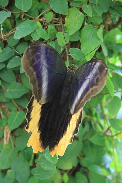 istock Butterfly Wings in Perfect Balance 2249121944