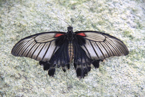 A vibrant yellow and black butterfly with open wings is perfectly camouflaged on a rough, reddish-brown stone path, highlighted by natural sunlight and hints of green vegetation.