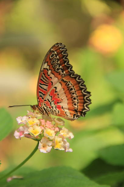 Close-up of a vibrant butterfly, captured against a soft, blurred background. The image emphasizes symmetry, natural beauty, and intricate wing detail—ideal for themes of wildlife, transformation, and environmental design.