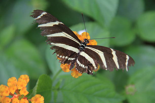 istock Butterfly Still Life Photography 2249122052