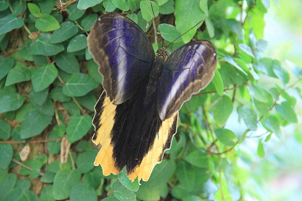 Butterfly Wings as Nature’s Canvas