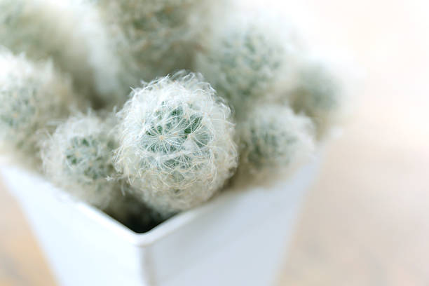 Cactus in pot, succulent cactus in a small pot, close-up