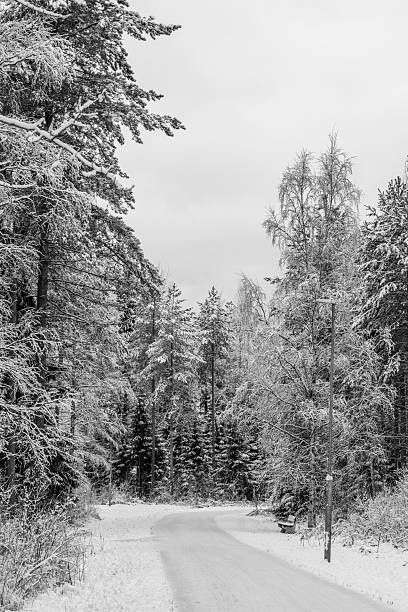 Winter landscape. Snow-covered trees in Oulu, Finland.