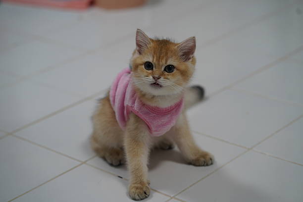 istock Adorable fluffy kitten wearing a cozy pink sweater sitting on a tiled floor, looking curiously at the camera, capturing a playful moment indoors 2249124376