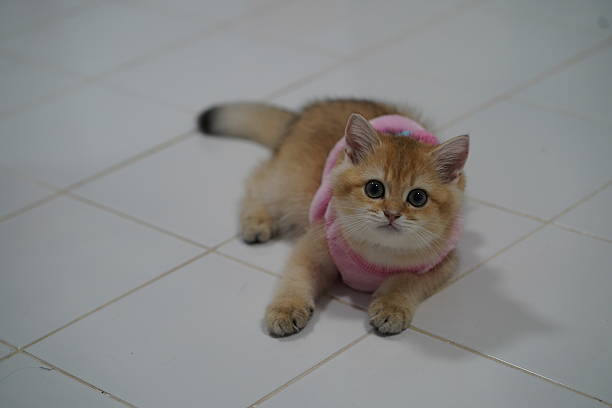 istock Cute fluffy kitten in soft pink sweater lying on tiled floor with curious expression and playful attitude, perfect for animal lovers and pet photography 2249124492